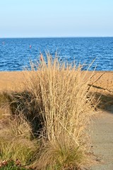 Tall gras near sea shore