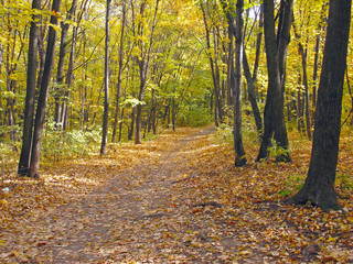 Obraz premium Autumn in forest