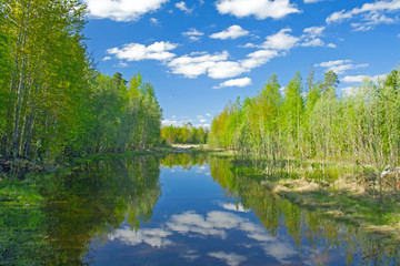 Obraz premium Lake in forest
