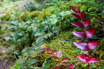 Fototapeta na wymiar Oregon Grape leaves