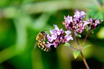 Bee on flower oregano