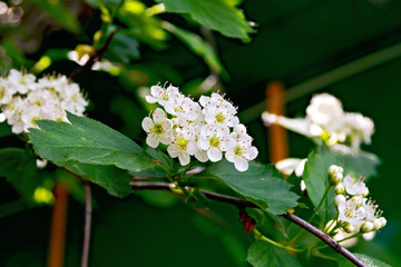 Hawthorn flowers