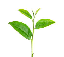 Tea leaves isolated on the white background