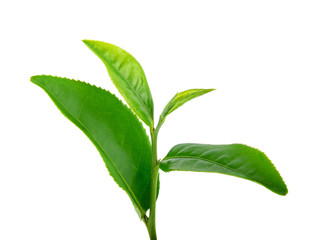 Tea leaves isolated on the white background
