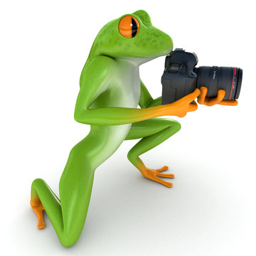 Rain frog photographs