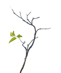 Obraz premium dry branch with leaf