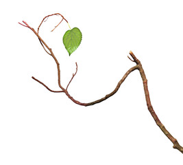 dry branch