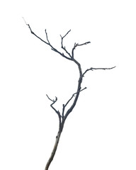 dry branch