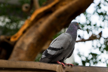 A wood pigeon sits in the branches of a tree