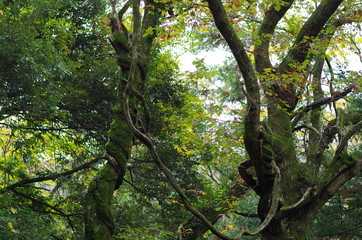 絡み合う樹木