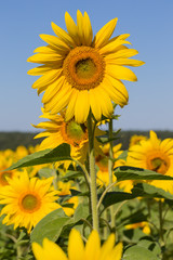 Yellow sunflowers and blue sky, Ukraine