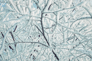 Tree branches covered with fluffy snow.