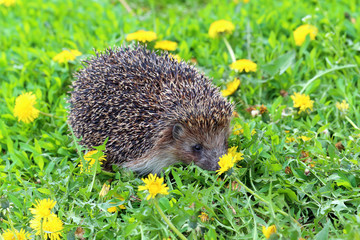 Hedgehog among flowers and a grass