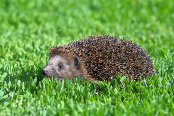 Young hedgehog on a green grass © pisotckii