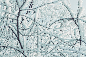 Branches of trees covered with snow.