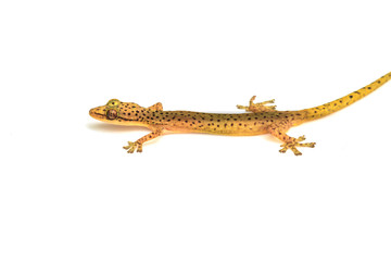 Obraz premium Gecko lizard isolated on white