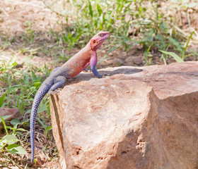 Pink and blue agama lizard sits on brown stone. Serengeti National Park, Great Rift Valley, Tanzania, Africa. 
