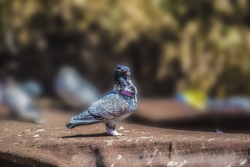 Colorful bird in Turkey with grey feathers 
