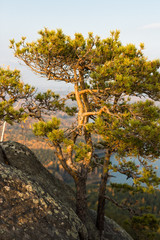 dwarf pine trees growing out of the rock in yastuschi Arakulsky Sheehan