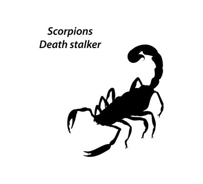 Scorpion Death stalker vector on a white background