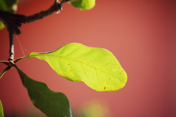 Green leaves