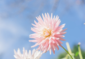 ピンクのダリアと青空