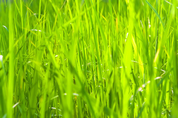 Green grass