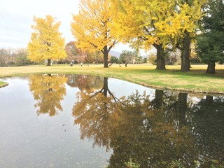 公園のイチョウ