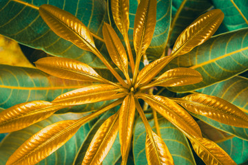 Vintage style green fresh. Rain drops on fresh green leaves.Green background with leaves