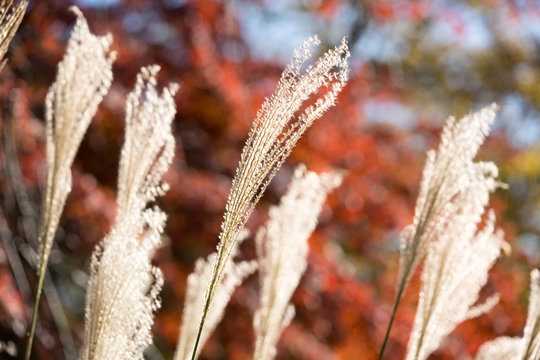 枯れる Images – Browse 4,786 Stock Photos, Vectors, and Video | Adobe Stock