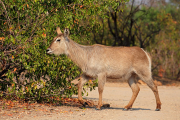 Female waterbuck antelope (Kobus ellipsiprymnus), Kruger National Park, South Africa