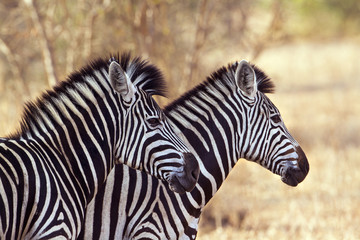 Burchell’s zebra in Kruger National park