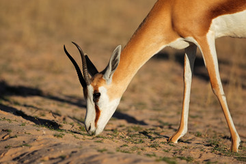 Portrait of a feeding springbok antelope (Antidorcas marsupialis), Kalahari desert, South Africa