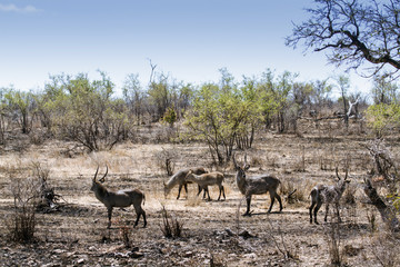 Waterbuck in Kruger National park