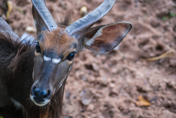 Portrait of a young male kudu antelope