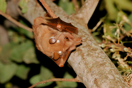 Gambian epauletted fruit bat (Epomophorus gambianus), Kruger National Park, South Africa