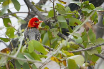 Red-headed weaver in Kruger National park
