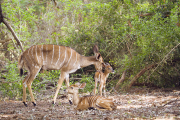 Nyala in Kruger National park
