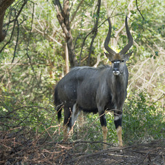 Nyala in Kruger National park