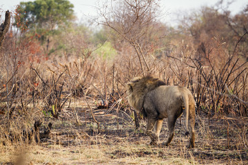 Lion in Kruger National park