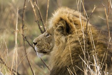 Lion in Kruger National park