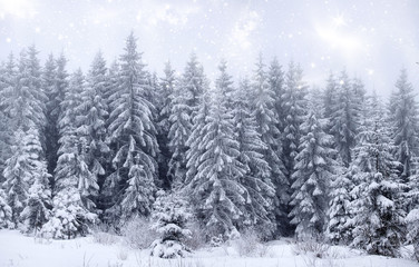 Winter landscape with snowy fir trees