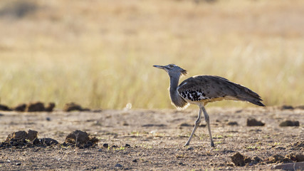 Kori bustard in Kruger National park