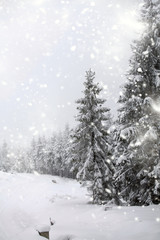 Winter landscape with snowy fir trees