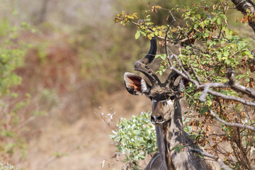 Greater kudu in Kruger National park
