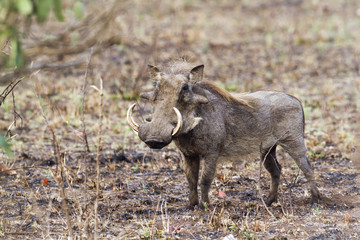 common warthog in Kruger National park