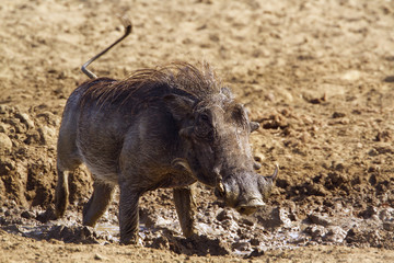 common warthog in Kruger National park