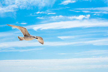 Flying seagull in sky.