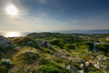 Des coquelicots au vent