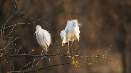 Cattle egret in Kruger National park
